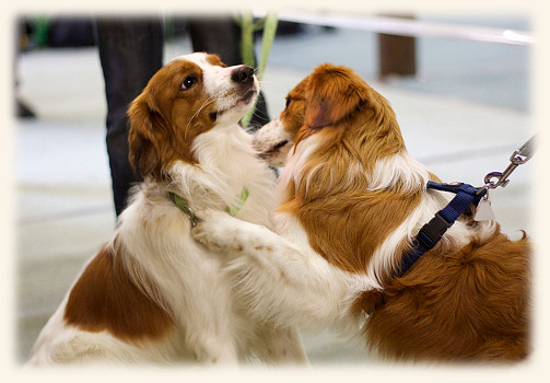 Neresheim Rico und Jamie