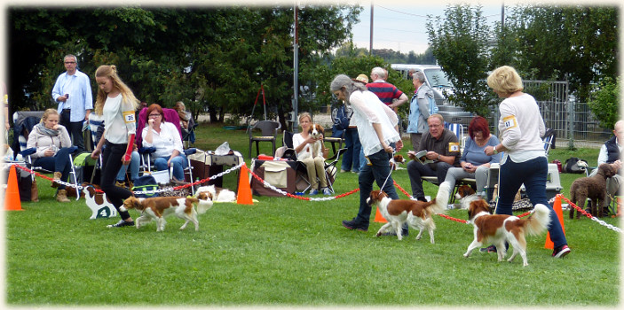 Lisa im Lauf um beste Huendin