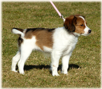 Lara in der Hundeschule