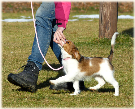 Lara in der Hundeschule