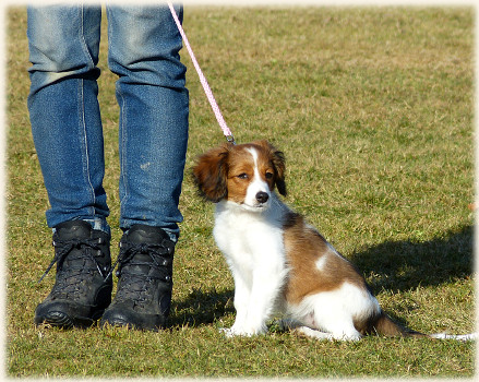 Lara in der Hundeschule