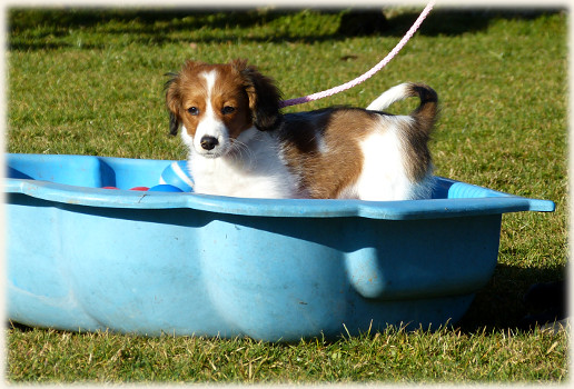Lara in der Hundeschule