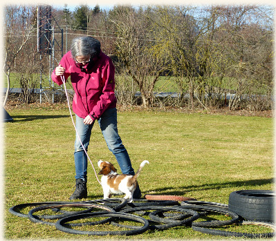 Lara in der Hundeschule