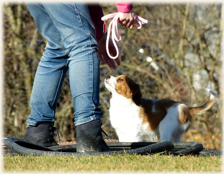 Lara in der Hundeschule