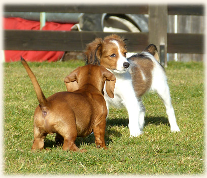 Lara in der Hundeschule