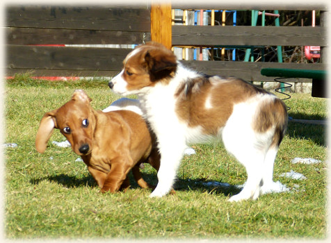 Lara in der Hundeschule