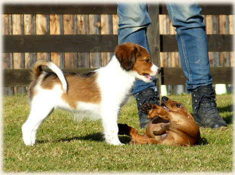 Lara in der Hundeschule