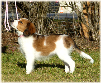 Lara in der Hundeschule