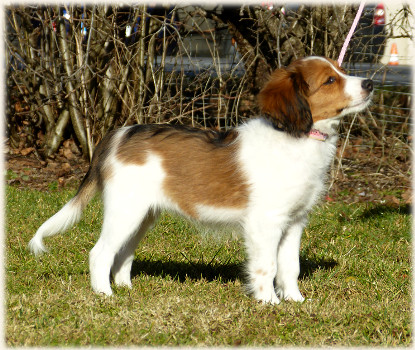 Lara in der Hundeschule