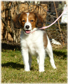 Lara in der Hundeschule