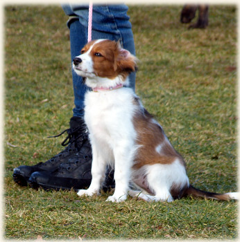 Lara in der Hundeschule