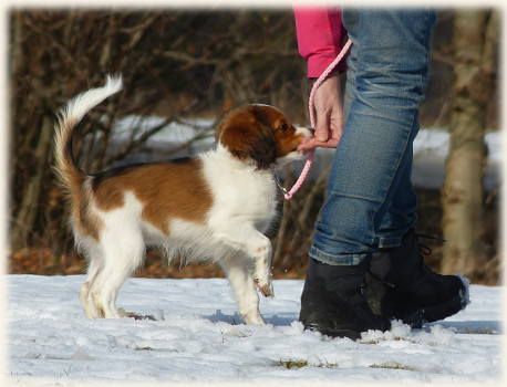 Lara in der Hundeschule