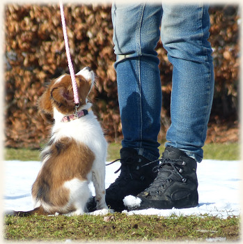 Lara in der Hundeschule