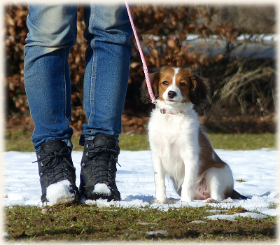 Lara in der Hundeschule