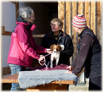 Lara in der Hundeschule