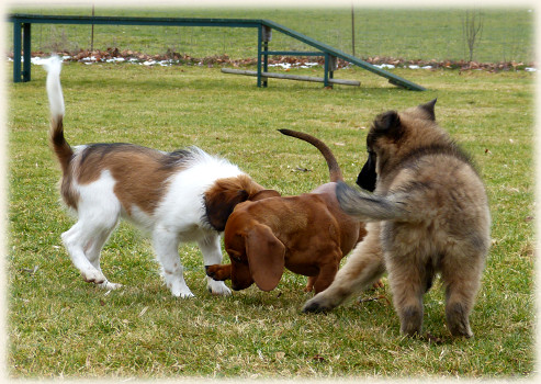 Lara in der Hundeschule
