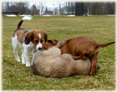 Lara in der Hundeschule