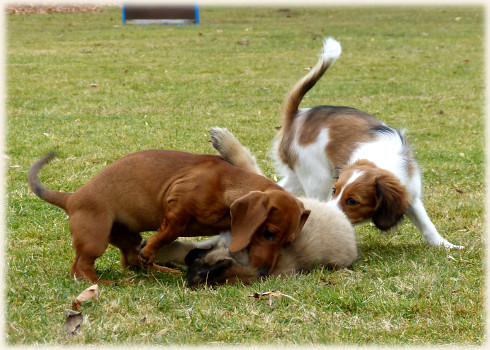 Lara in der Hundeschule