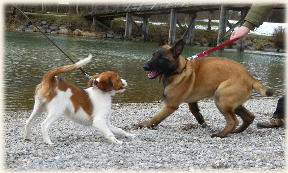 Lara in der Hundeschule