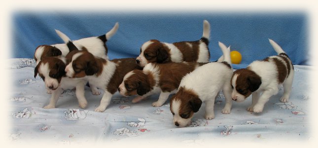 alle Welpen