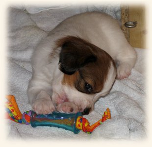 Welpe mit Spielzeug