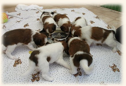 Welpen am Futternapf