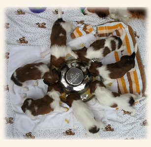 Welpen am Futternapf