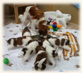 Welpen am Futternapf