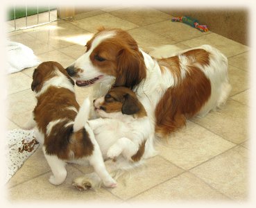Lena mit zwei Welpen