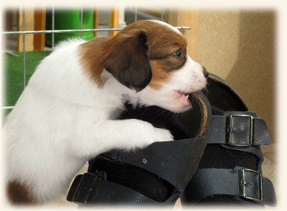 Welpe mit Sandalen