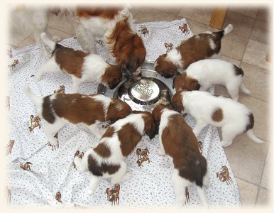 Welpen am Futternapf