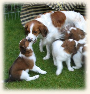 Lena mit Welpen im Garten