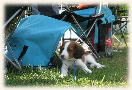 Lisa schnuppert Ausstellungsluft