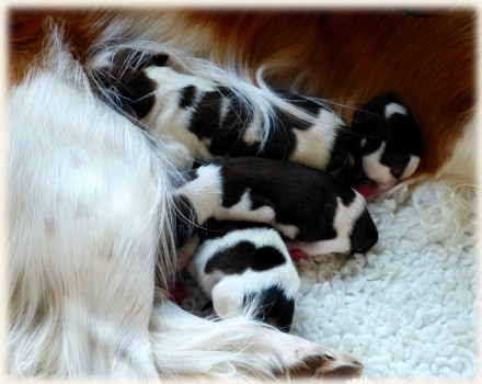 Kuscheln mit der Mama