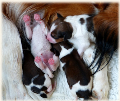 Kuscheln mit der Mama