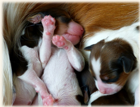 Welpenkuscheln