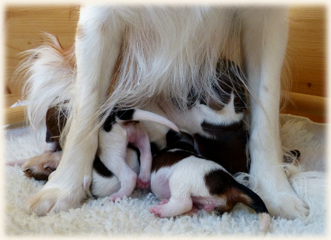 Gruppe zwischen Beinen
