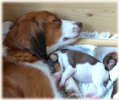 Schlafen mit der Mama