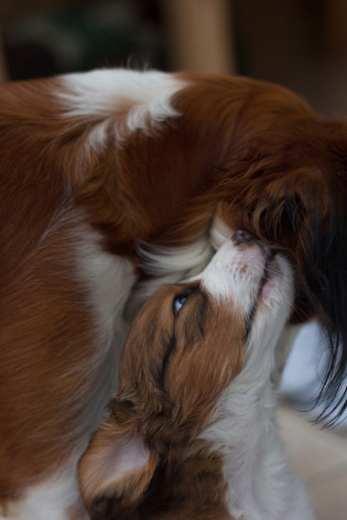 Schmusen mit der Mama