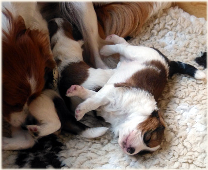 Maedel-1-ist-schon-satt