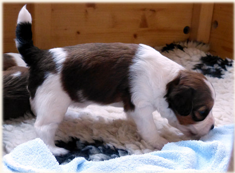 Maedel-1-kann-schon-laufen