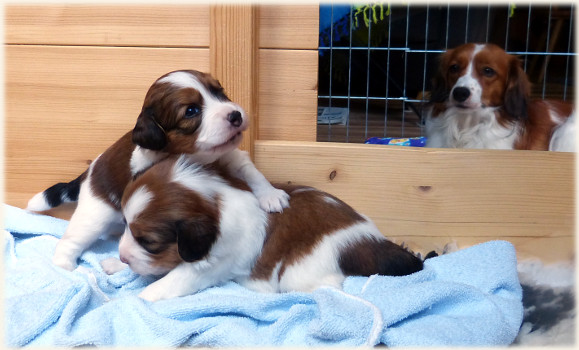 Lara schaut dem Spiel zu