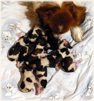 jetzt sind sie komplett