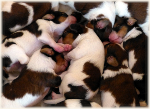 viele Welpen im Schlaf
